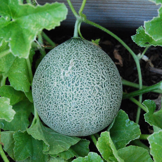 Minnesota Melon Seeds