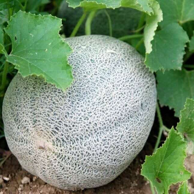 Minnesota Melon Seeds
