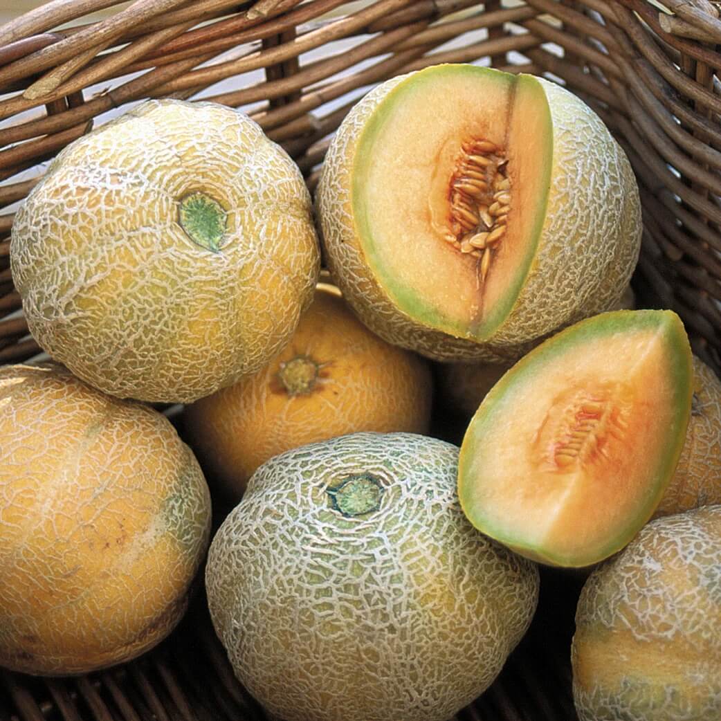 Minnesota Melon Seeds
