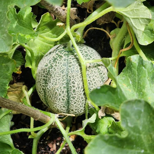 Minnesota Midget Cantaloupe Seeds - Heirloom Fruit Plant for Home Gardens