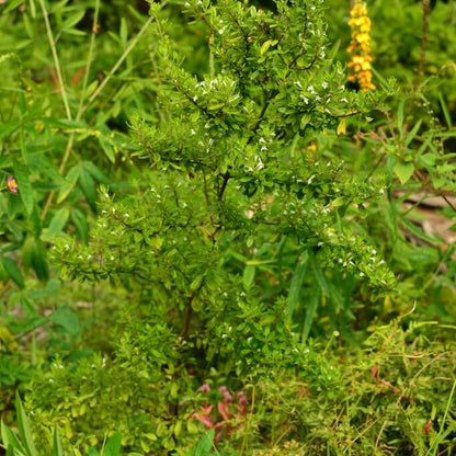 Mint Bush Seeds - Herbal Plant