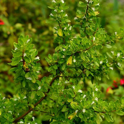 Mint Bush Seeds - Herbal Plant