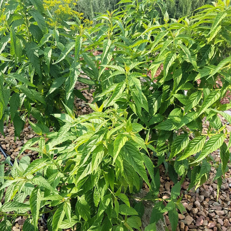 Mint Bush Seeds - Herbal Plant