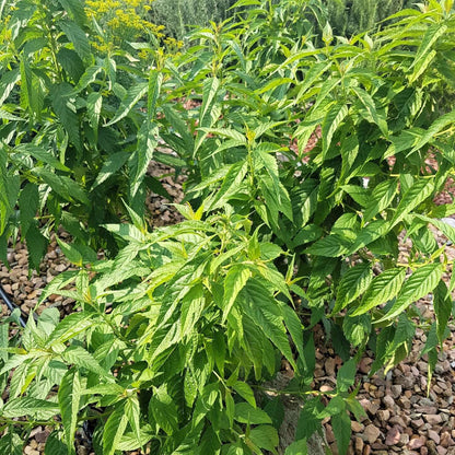 Mint Bush Seeds - Herbal Plant