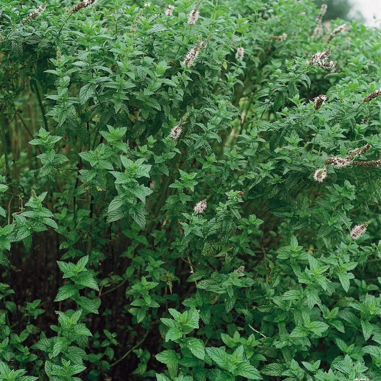 Mint Bush Seeds - Herbal Plant