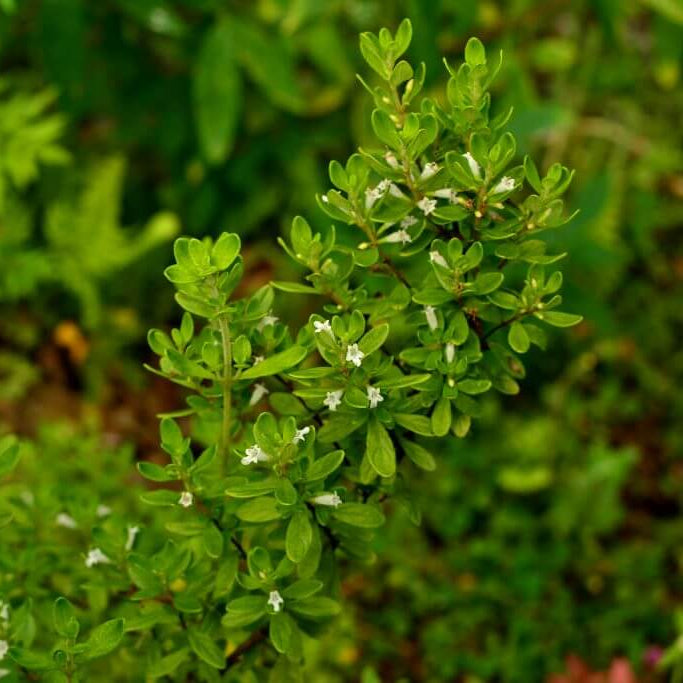Mint Bush Seeds - Herbal Plant