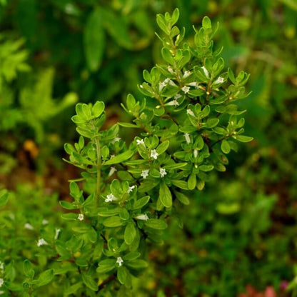 Mint Bush Seeds - Herbal Plant