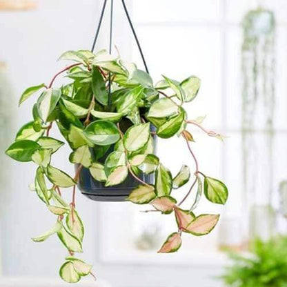 Mint Green Hoya Carnosa Seeds - Flower Plant