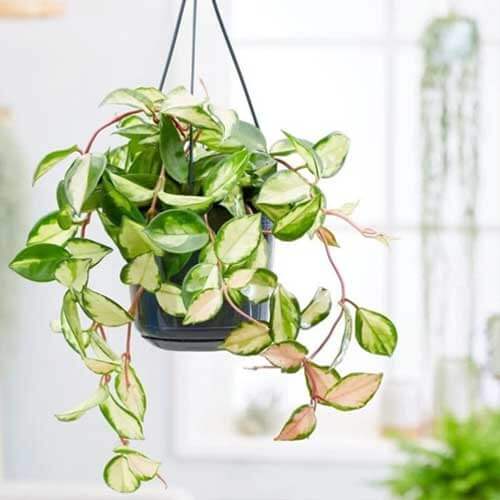 Mint Green Hoya Carnosa Seeds - Flower Plant