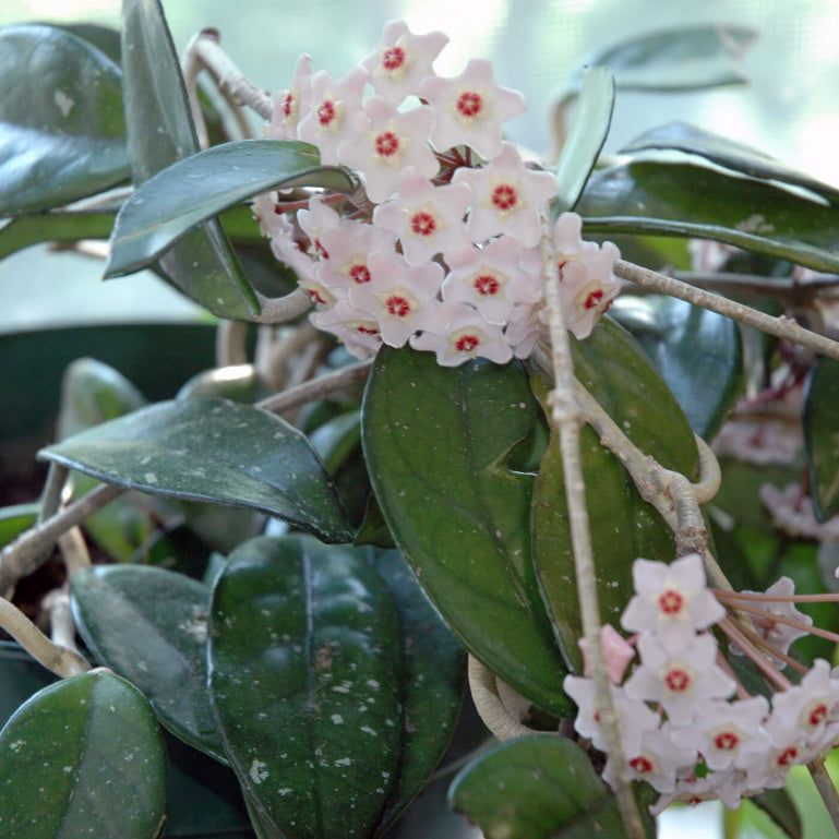 Mint Green Hoya Carnosa Seeds - Flower Plant