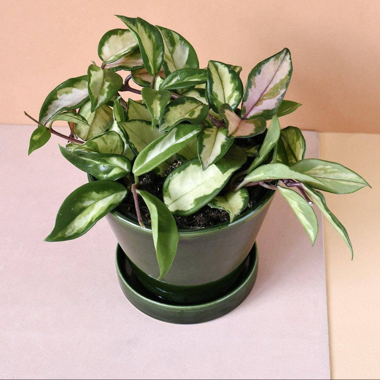 Mint Green Hoya Carnosa Seeds - Flower Plant