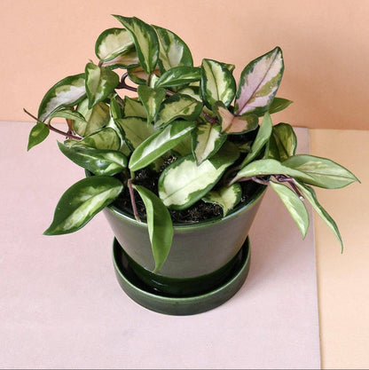 Mint Green Hoya Carnosa Seeds - Flower Plant