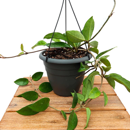 Mint Green Hoya Carnosa Seeds - Flower Plant