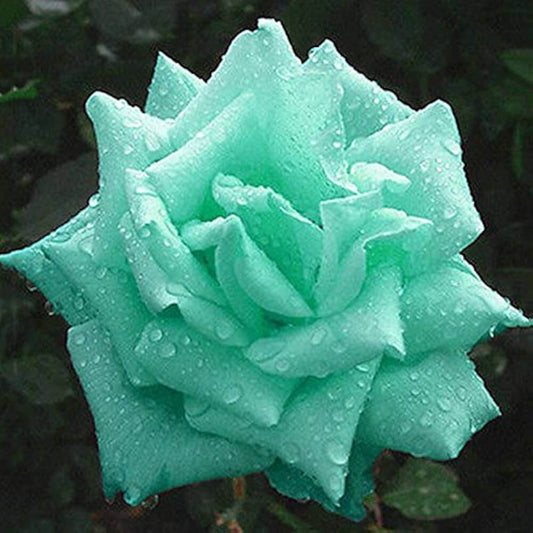 Mint Green Rose Seeds - Flower Plant