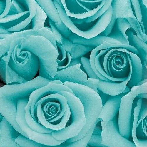 Mint Green Rose Seeds - Flower Plant