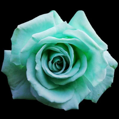 Mint Green Rose Seeds - Flower Plant