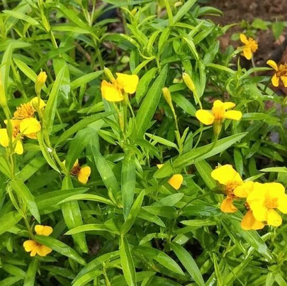 Mint Marigold Seeds - Flower Plant