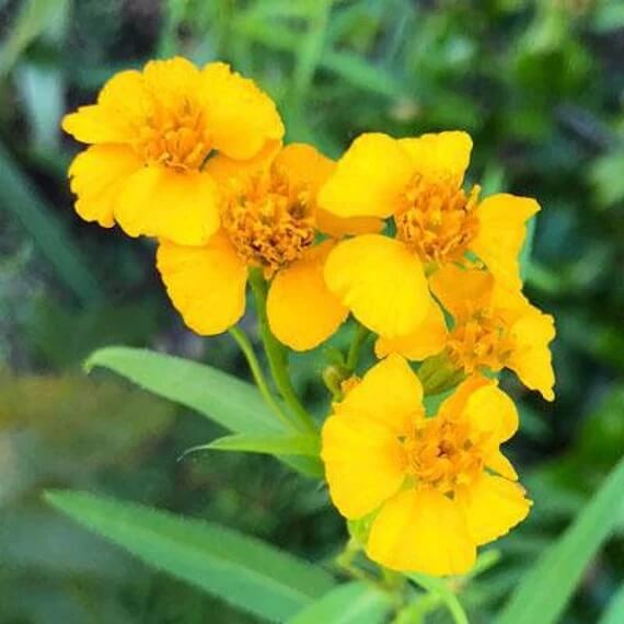 Mint Marigold Seeds - Flower Plant