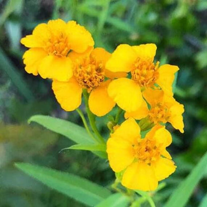 Mint Marigold Seeds - Flower Plant