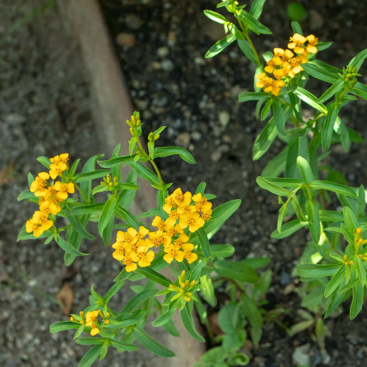 Mint Marigold Seeds - Flower Plant