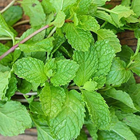 Mint Mentha Seeds - Herebal Plant