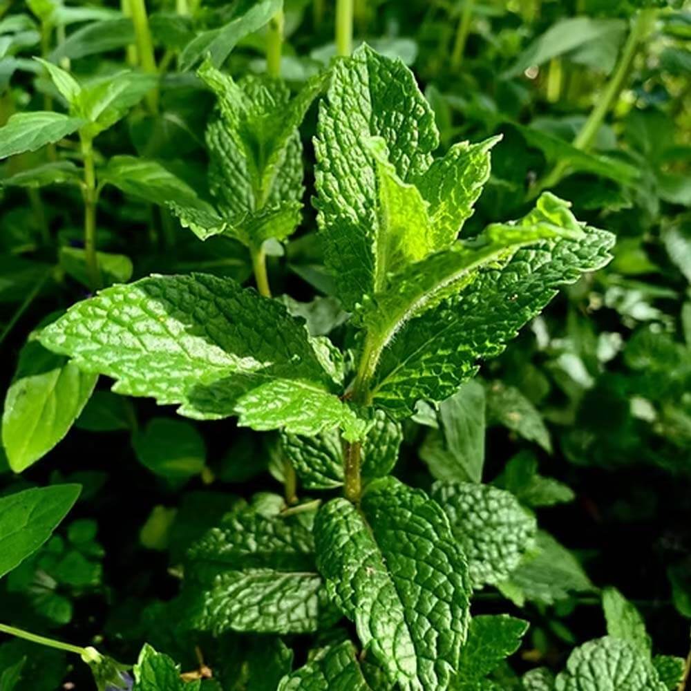 Mint Mentha Seeds - Herebal Plant