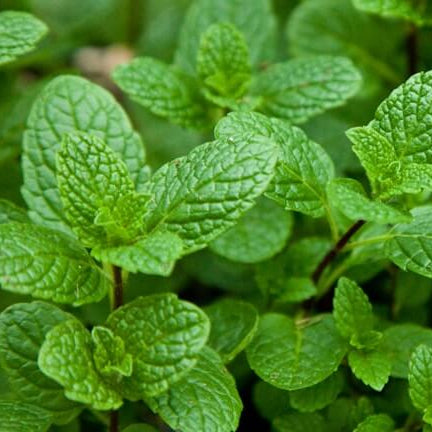 Mint Mentha Seeds - Herebal Plant