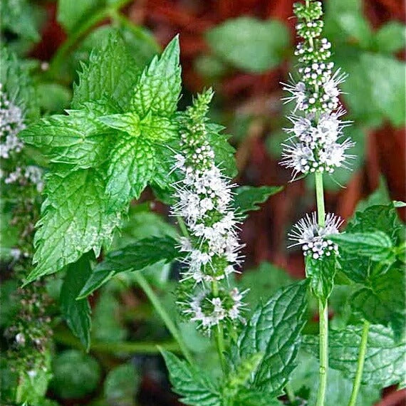 Mint Mentha Seeds - Herebal Plant
