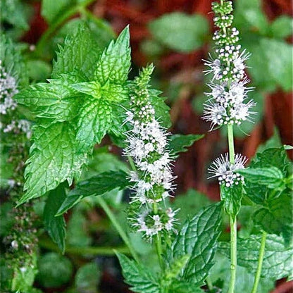 Mint Mentha Seeds - Herebal Plant