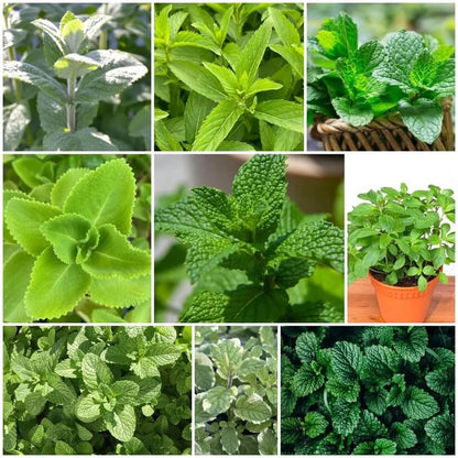 Mint Seeds