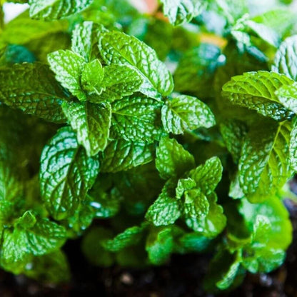 Mint Seeds