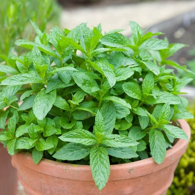 Mint Seeds