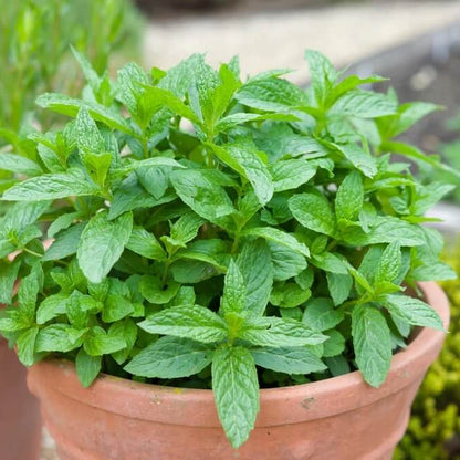 Mint Seeds