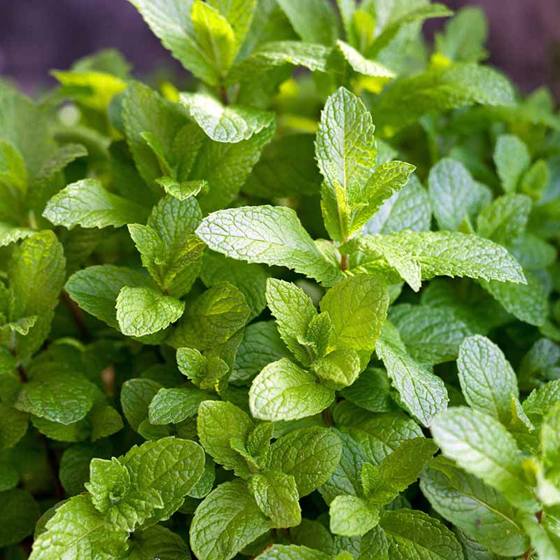 Mint Seeds