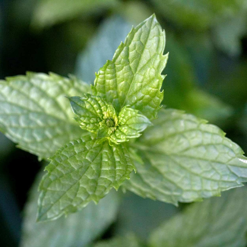 Mint Seeds
