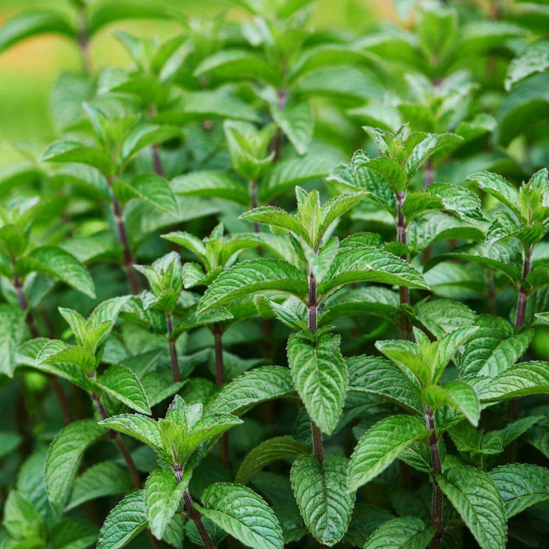 Mint Seeds