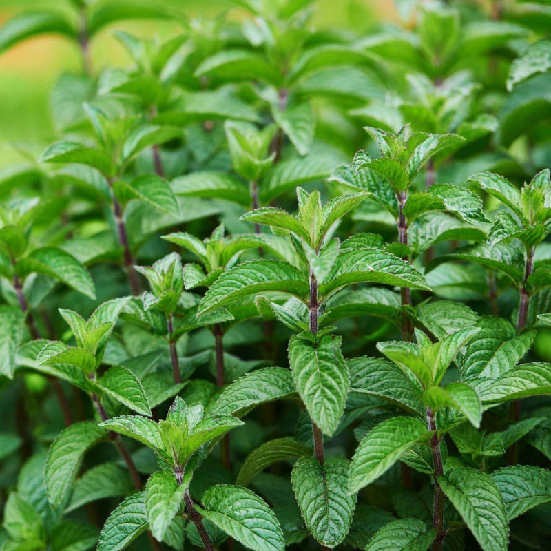 Mint Seeds