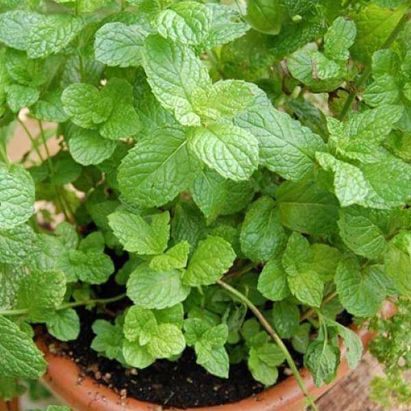 Mint Seeds