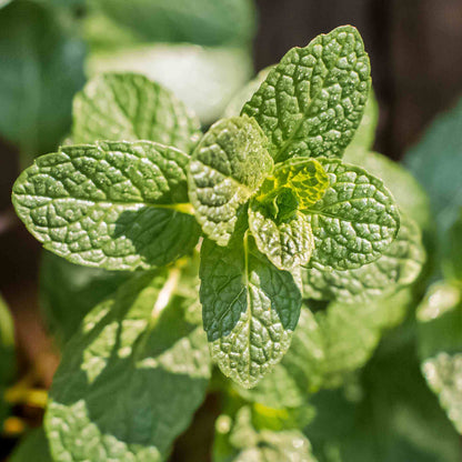 Mint Seeds