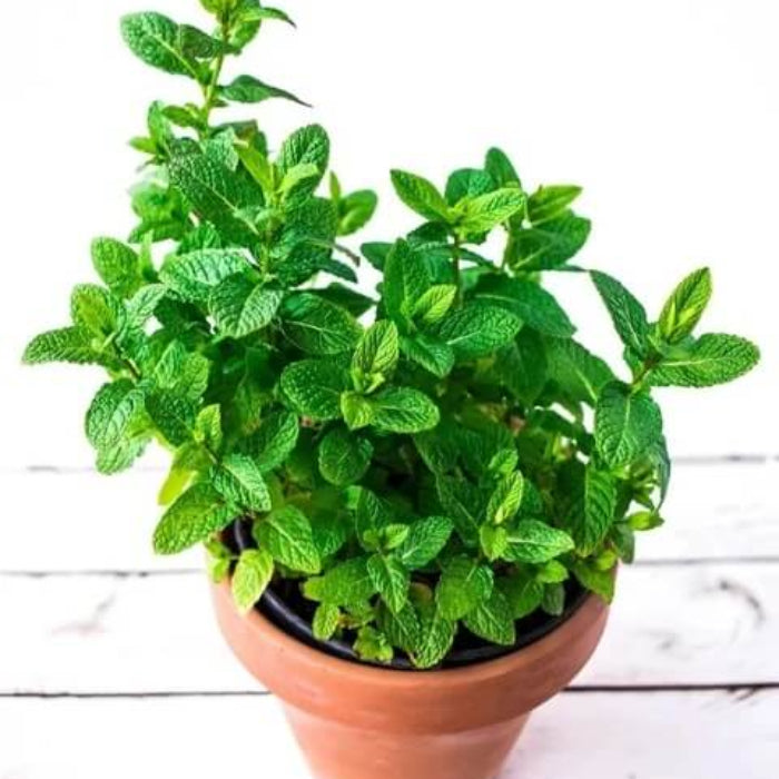 Mint Seeds - Herbal Plant