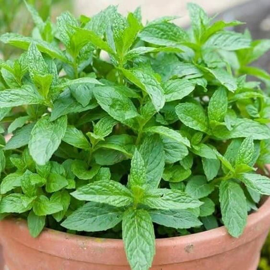 Mint Seeds for Planting