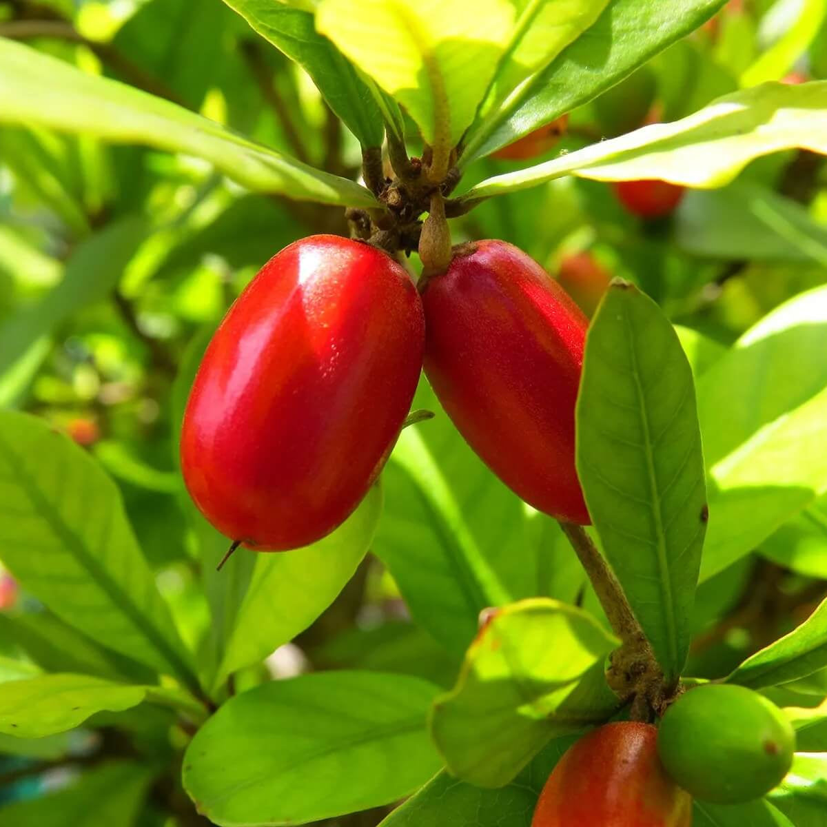 Miracle Fruit Seeds 