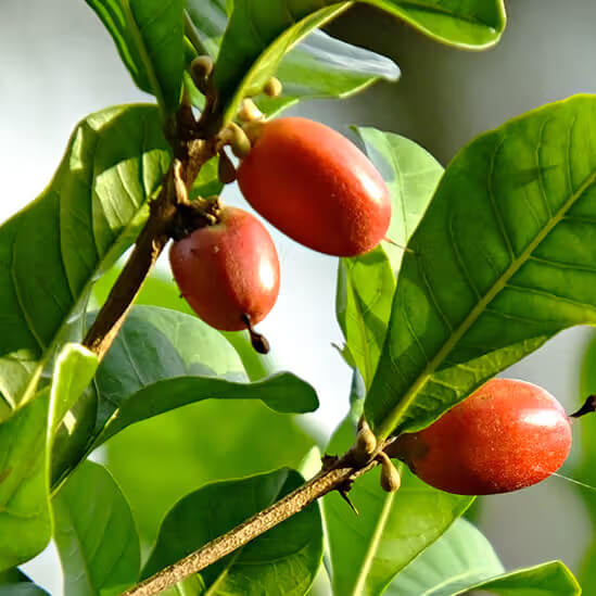 Miracle Fruit Seeds 