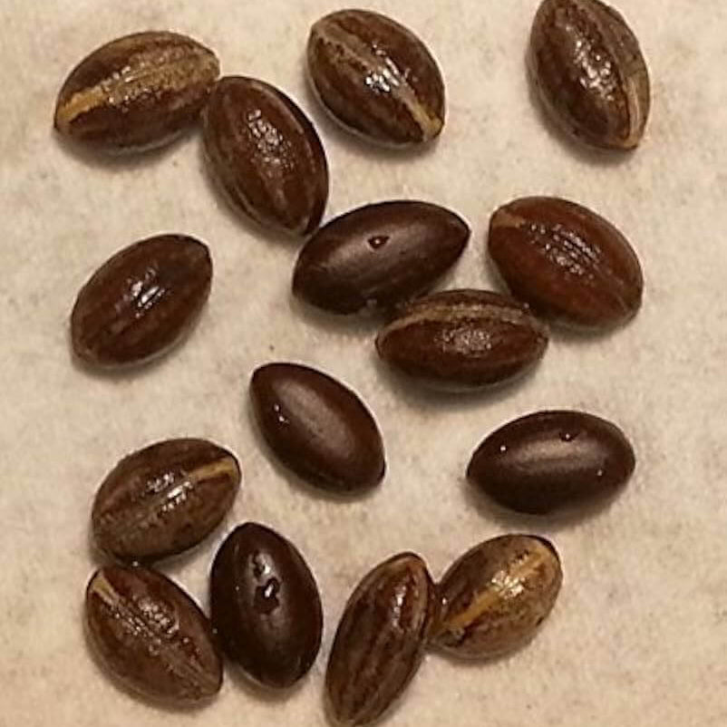 Miracle Fruit Seeds 