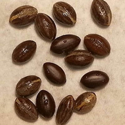 Miracle Fruit Seeds 