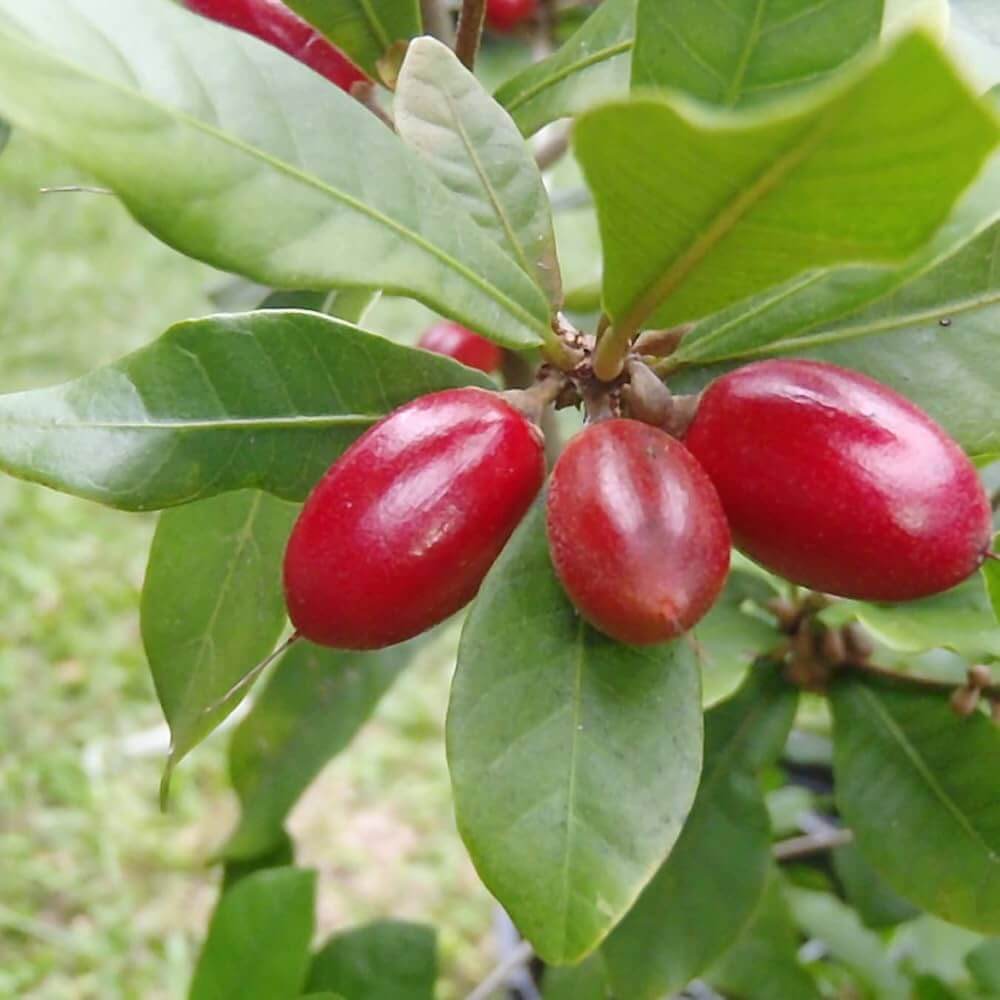 Miracle Fruit Seeds 