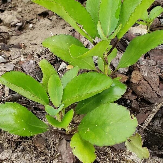 Miracle Leaf Plant Seeds