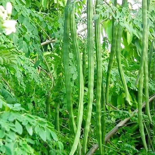 Miracle Tree Seeds