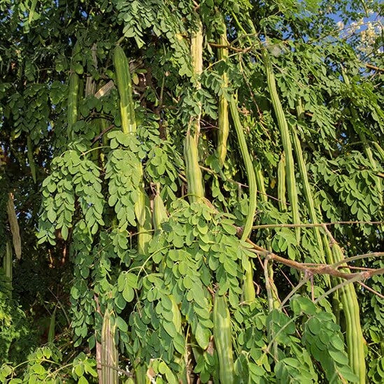 Miracle Tree Seeds