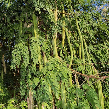 Miracle Tree Seeds
